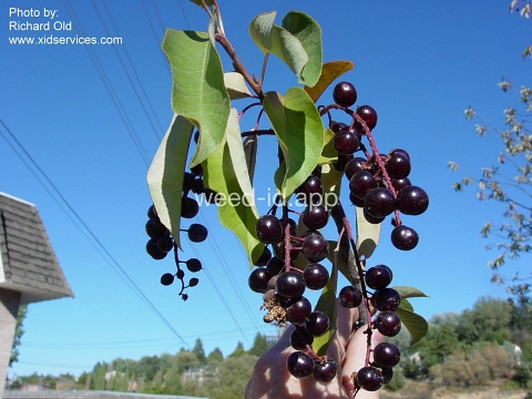 chokecherry, common